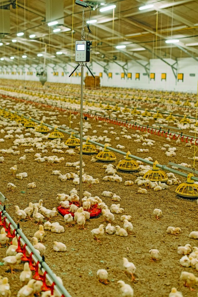 BAT2 Connect automatic poultry scales placed in an livestock and chicks stepping on a weighing plate.