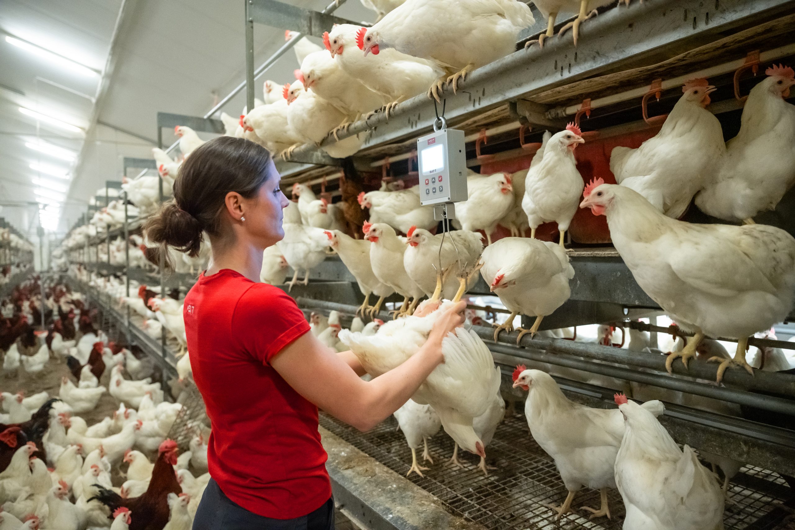 Proper weighing and its economic benefits for poultry farming