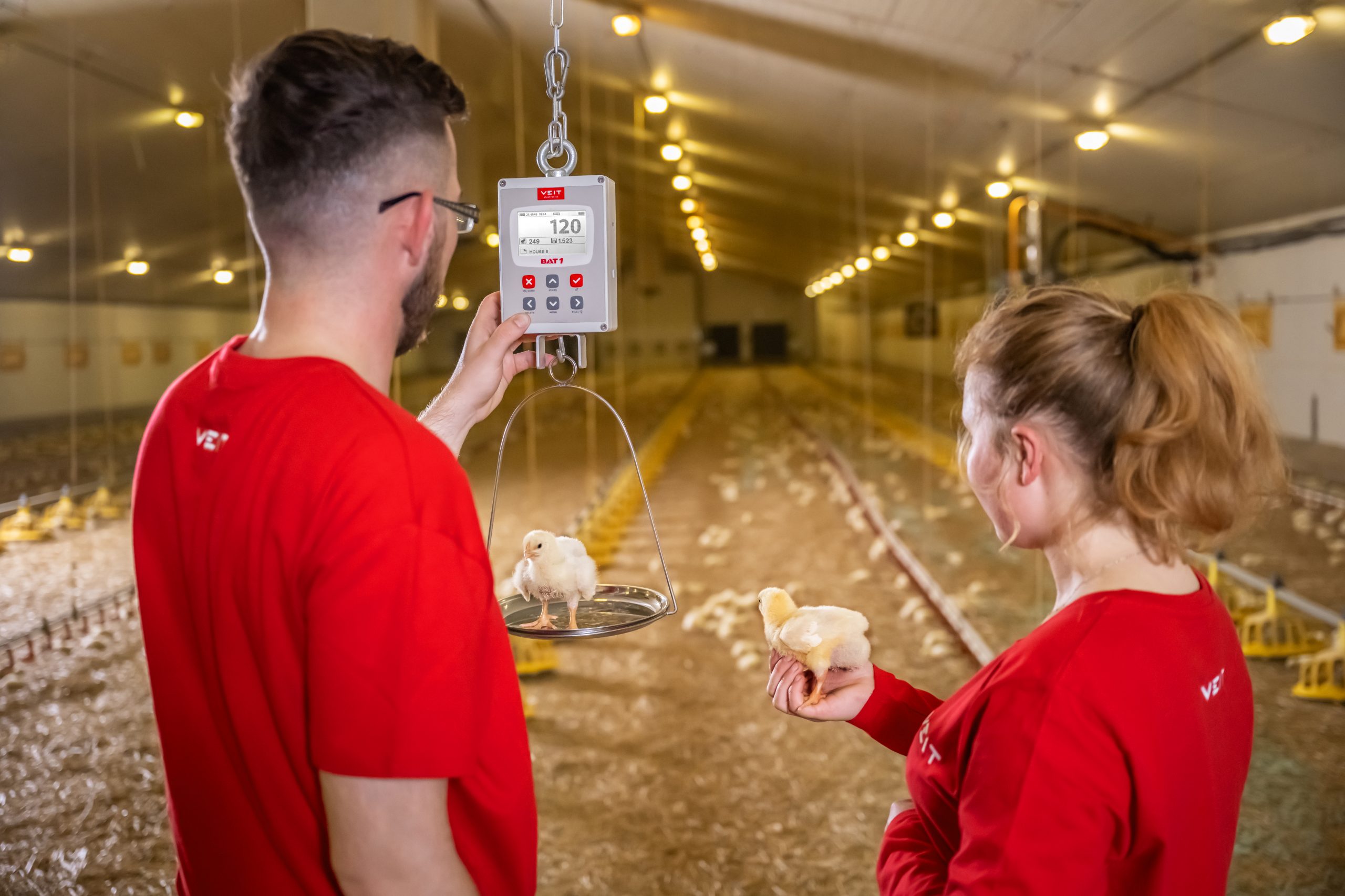 Accurate weighing as a key factor in poultry farming