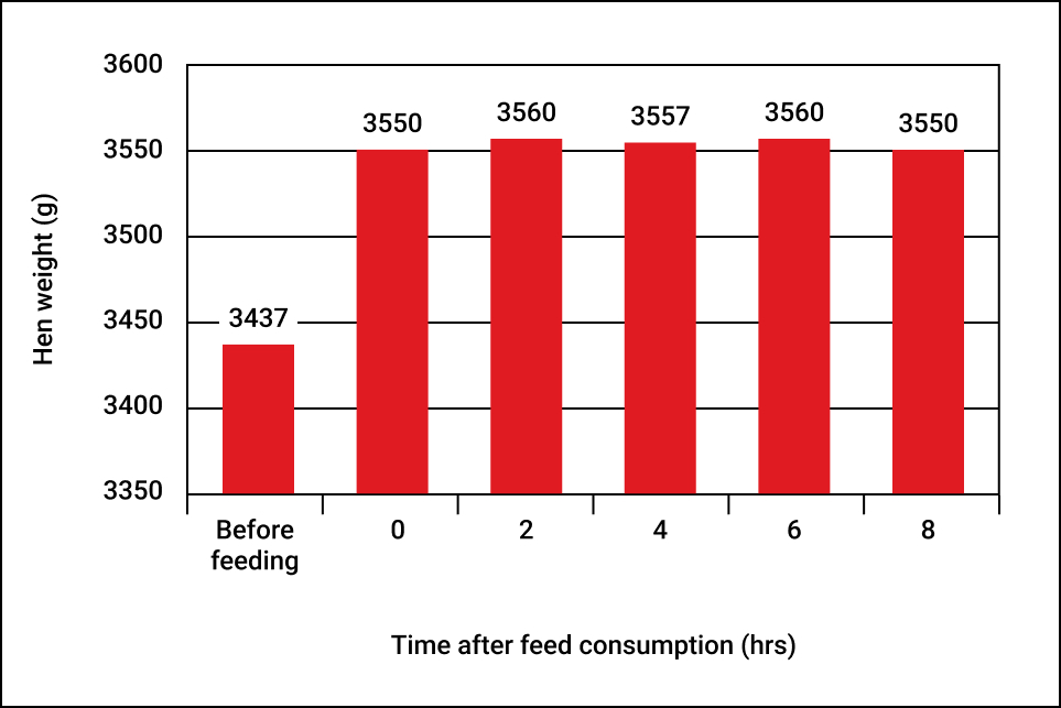 Graph of feeding time and weight of hens 