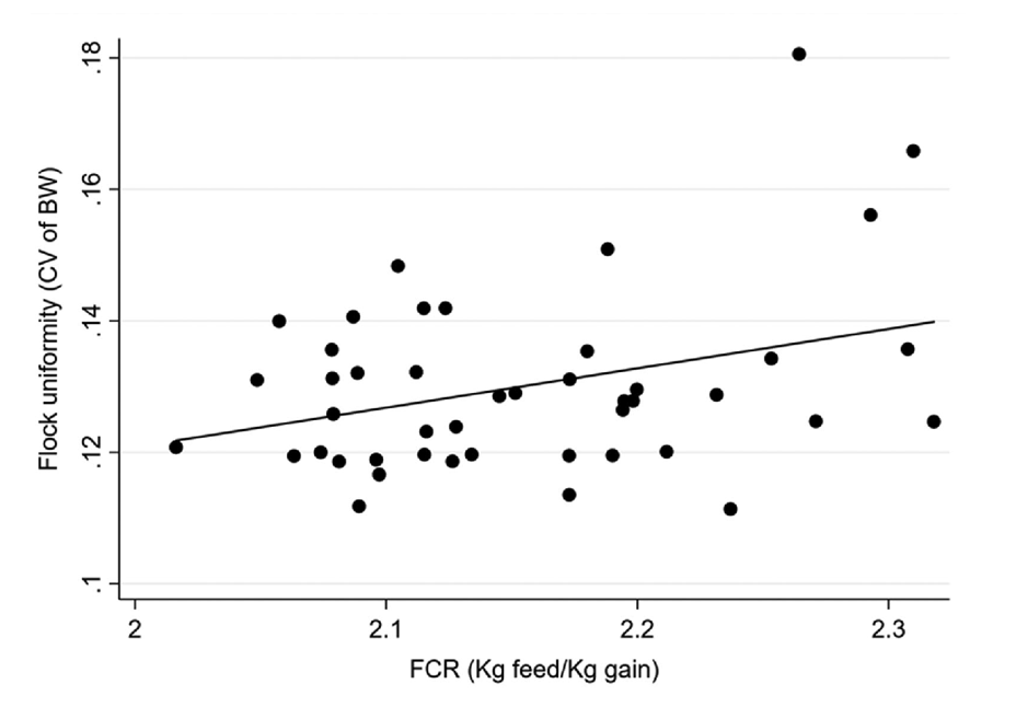 The picture is a scatter plot showing the association between flock uniformity (CV of bodyweight in %) and feed conversion rate (FCR, measured in kg feed per kg gain). The x-axis represents the FCR ranging from 2.0 to 2.3, and the y-axis represents flock uniformity (CV of bodyweight) ranging from 0.1 to 0.18. Each point on the plot represents a data observation, with a total of several dozen points scattered across the plot area. A trend line is fitted to the data points, indicating a slight positive correlation between FCR and flock uniformity.