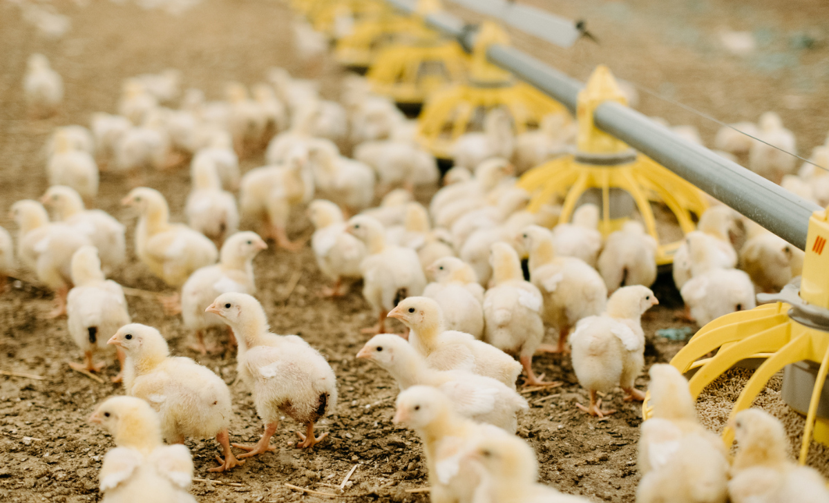 A large group of young chicks gathered around yellow feeding stations in an automated poultry farm, with the ground covered in dirt and an indoor setting typical of industrial farming.
