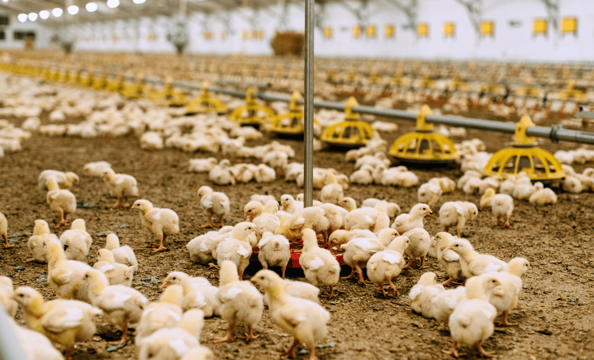 Little yellow broiler stepping on and out of weighing platform of BAT2 automatic scales