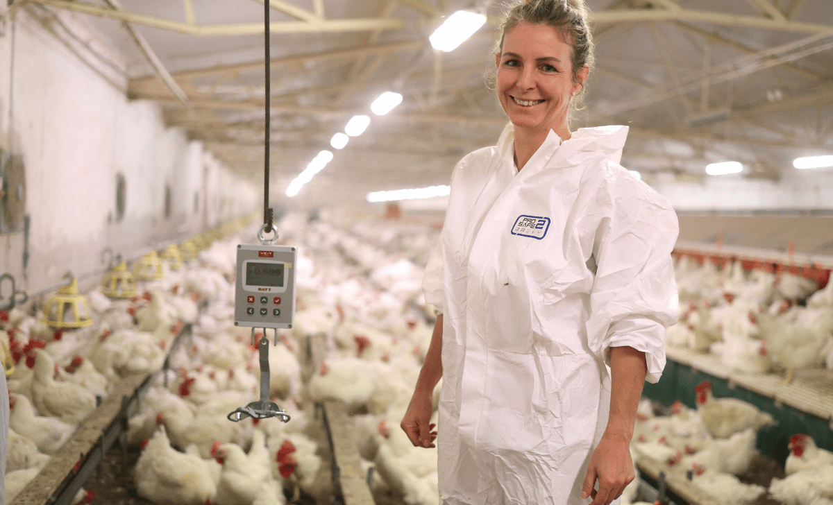 A woman using BAT1 manual poultry scales to weighing birds