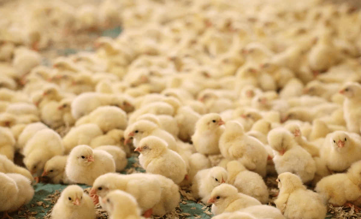 Baby chicks in a farm detail