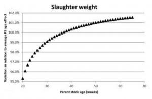 Figure 2. The Effect of Parent Stock Age on Offspring Slaughter Weight. The X-axis in Figure 2 represents parent stock age in weeks, and the Y-axis shows the variation relative to the average parent stock age effect, set at 100%. PS: Parent Stock