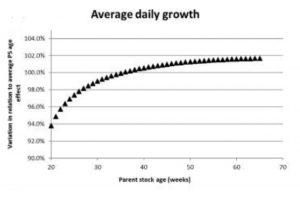 The Impact of Parent Stock Age on Offspring Growth. The horizontal axis in Figure 1 represents the age of the parent stock in weeks, while the Y-axis displays the variation in relation to the average parent stock age effect, set at 100%. PS: Parent Stock 