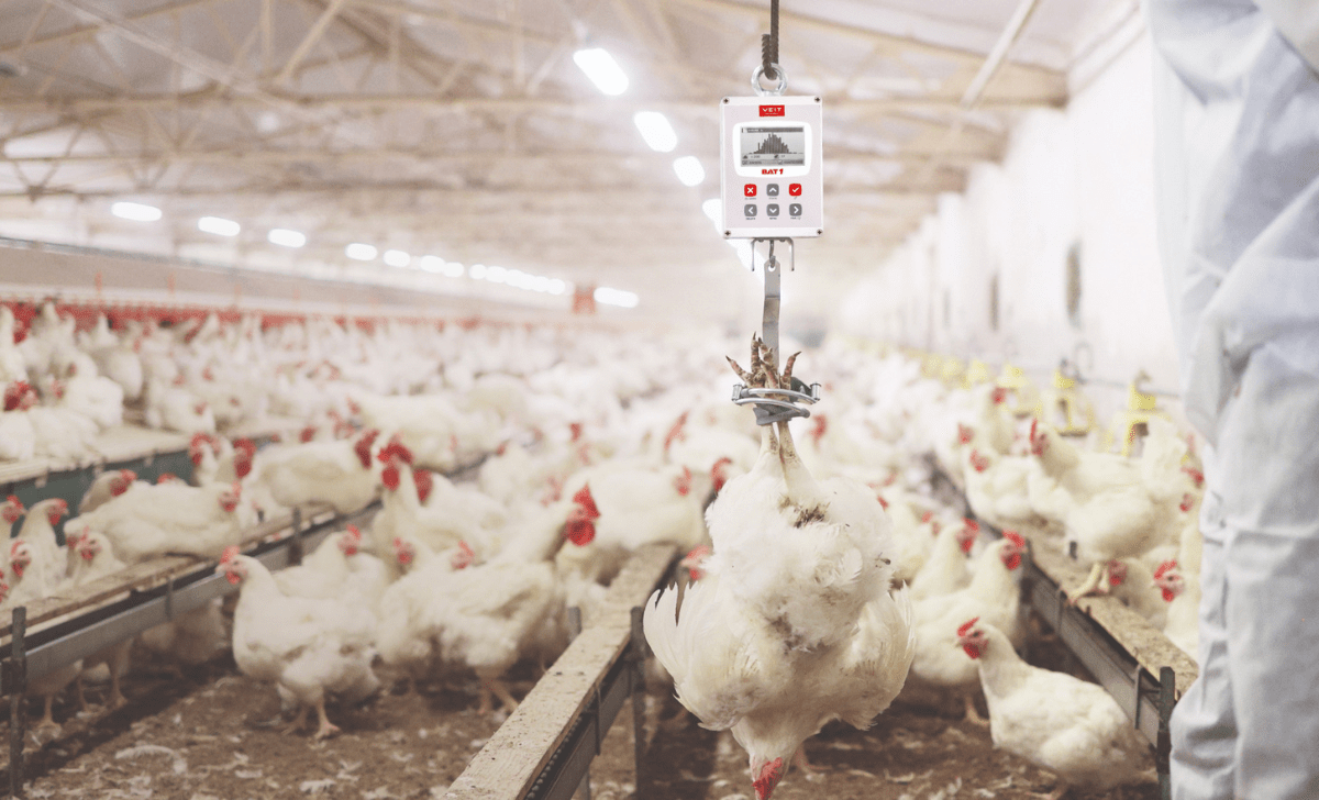 A parent stock bird hanging on advancet hook of BAT1 manual poultry scale in a huge poultry house. BAT Scales