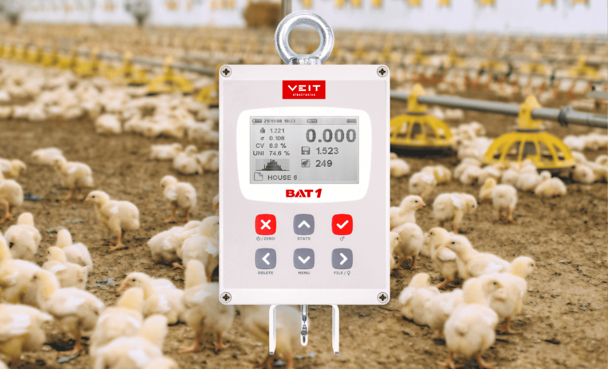 A poultry house with one week old chicks and BAT1 manual scale