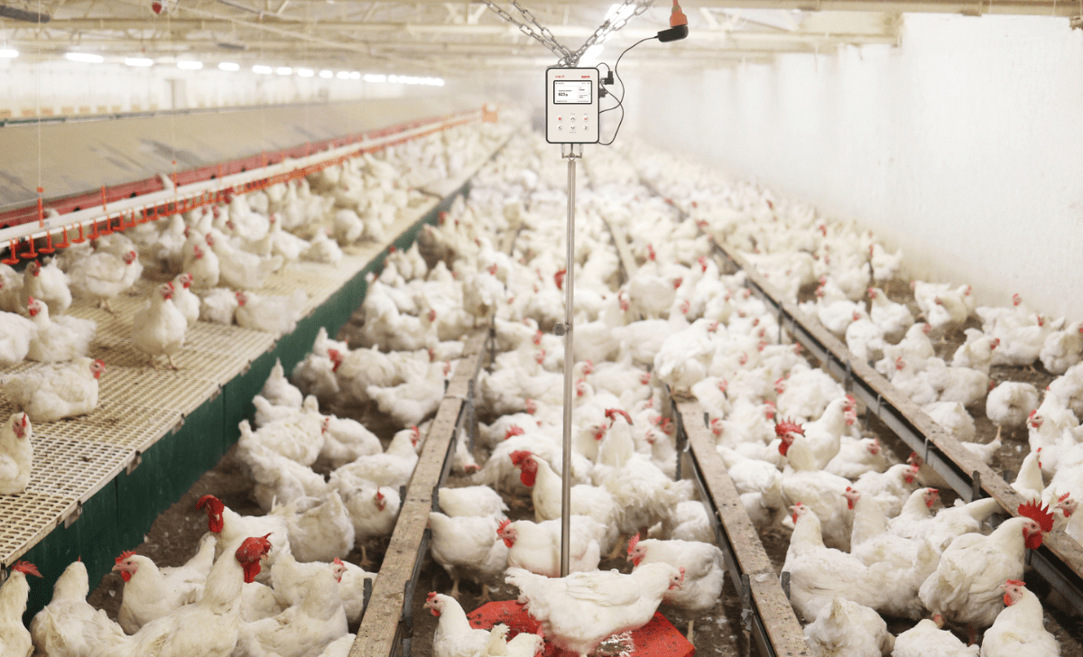 A poultry house with parent stock and weighing birds with BAT2 Connect