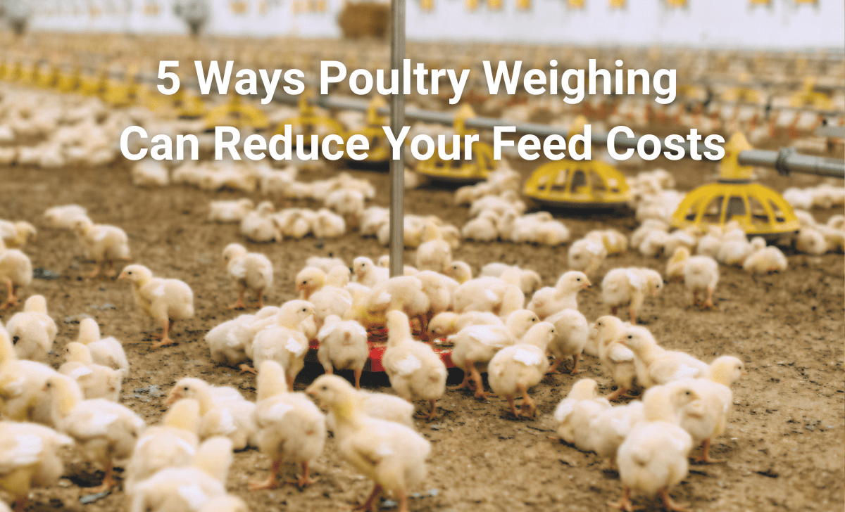 5 Ways Poultry Weighing Can Reduce Your Feed Costs