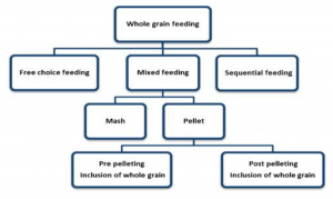 Figure 1 Methods of whole wheat administration (Singh et al., 2014).