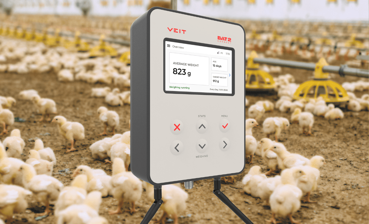Chicken scale picture at the backround of poultry house and BAT2 Connect