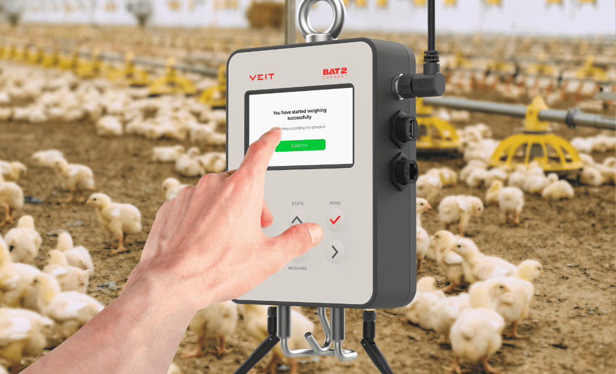 A poultry house with birds and visualization of BAT2 Connect and a hand touching it´s screen