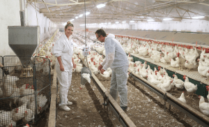 A lady a and a man weghing birds in poultry house with BAT1 equiped with cone hook.