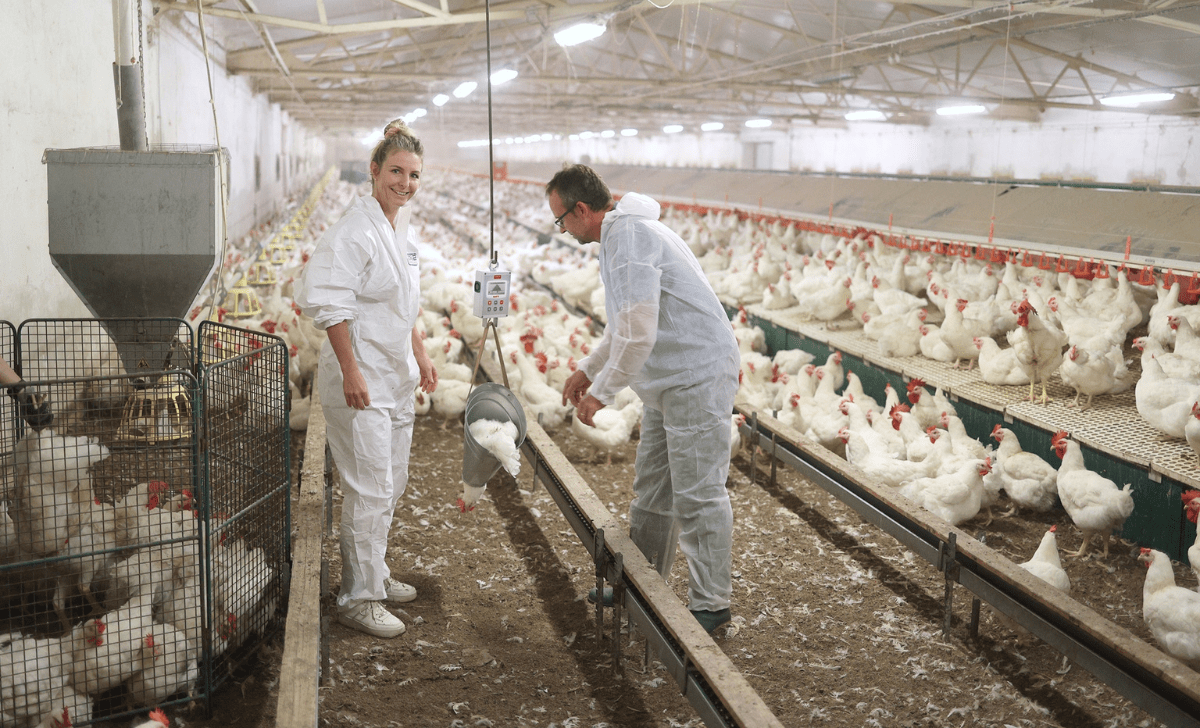 A lady a and a man weghing birds in poultry house with BAT1 equiped with cone hook.