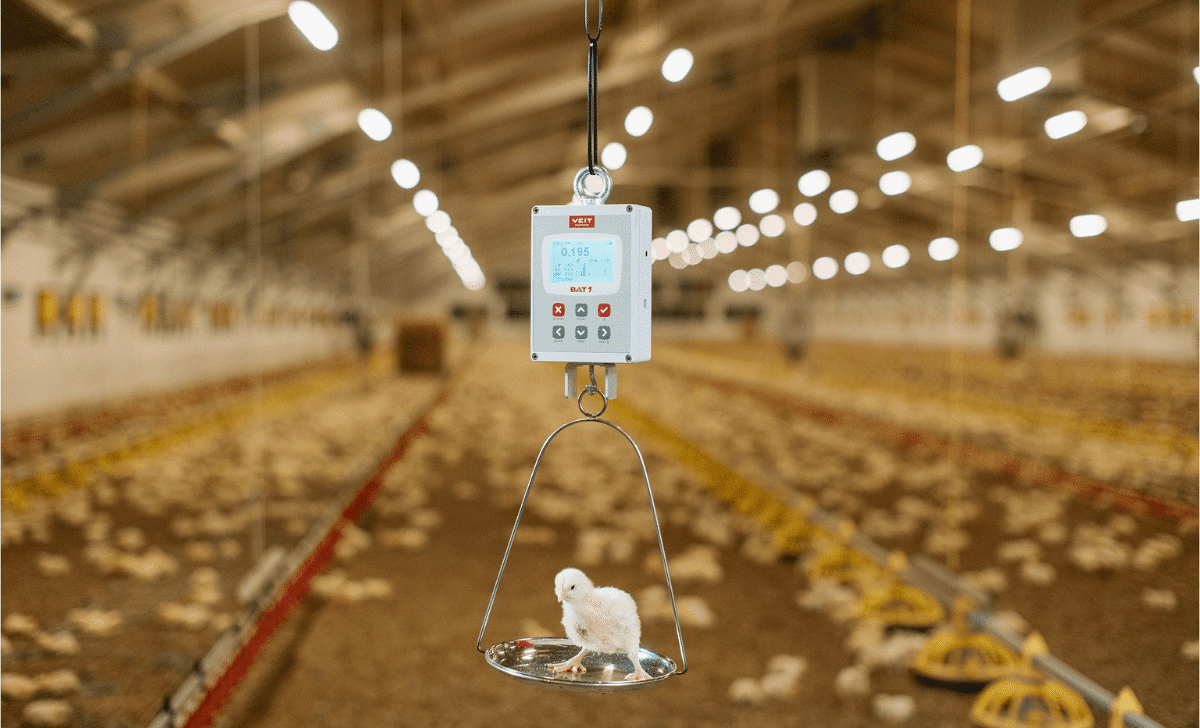 BAT1 scale equiped with hanging plate for small chicks
