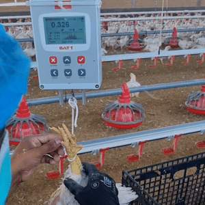 A guy hanging birds with a rope under BAT1 manual poultry scale