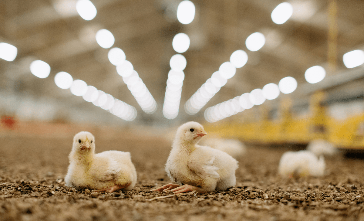 Chicks in good temperature are calm and confortable
