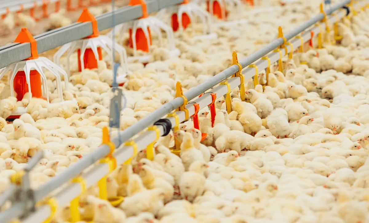 Day-Old Chicks on the litter with low level of amonia