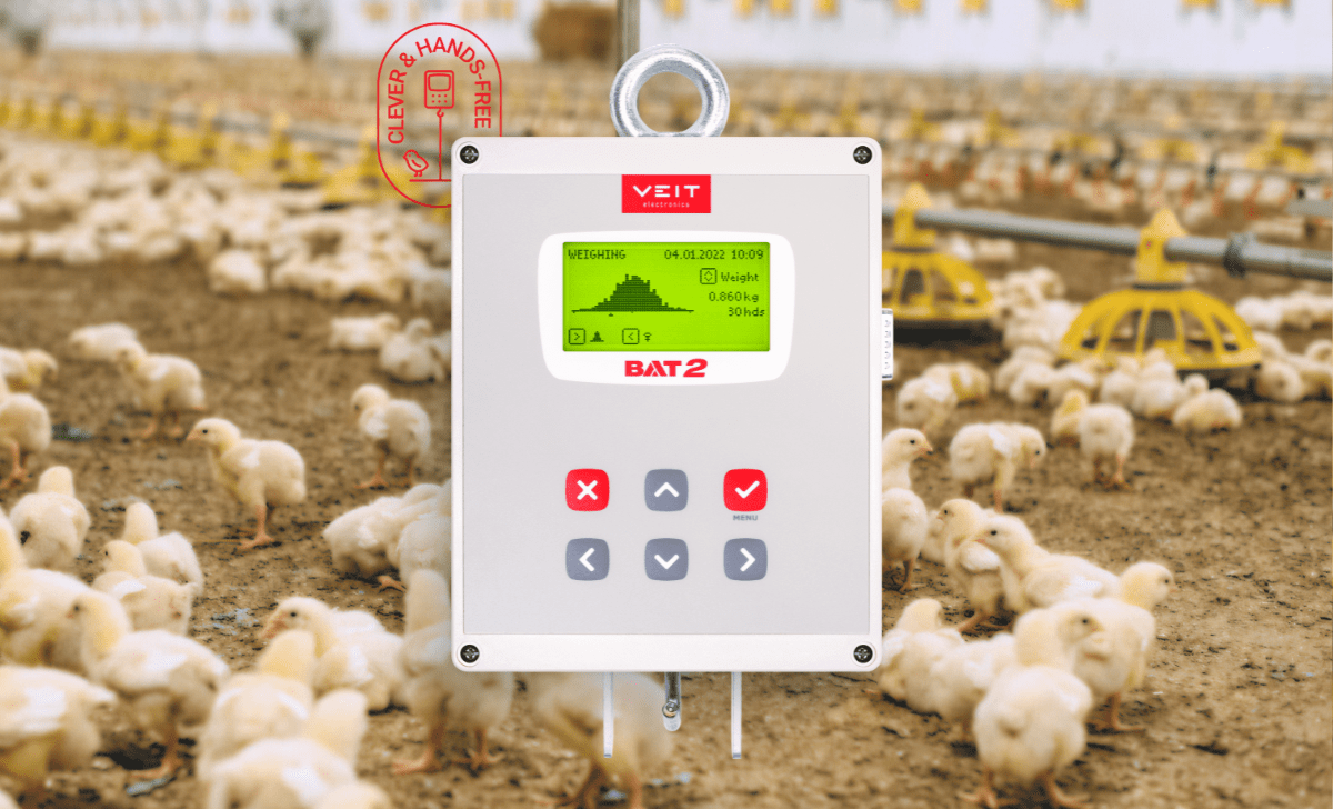 Automatic scale for weighing birds on its own BAT2