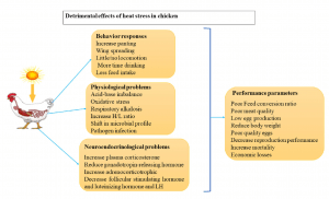 Physiological impacts of HS on broiler chickens (Mangan and Siwek, 2024)