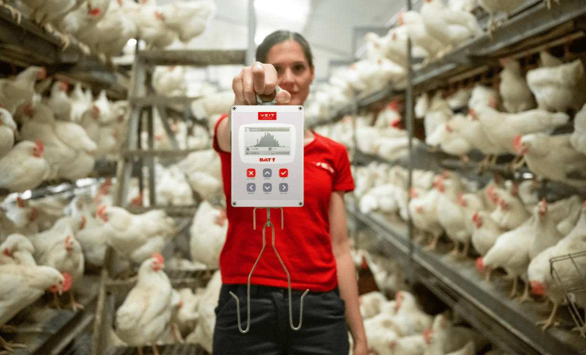 BAT1 in high performace poultry production