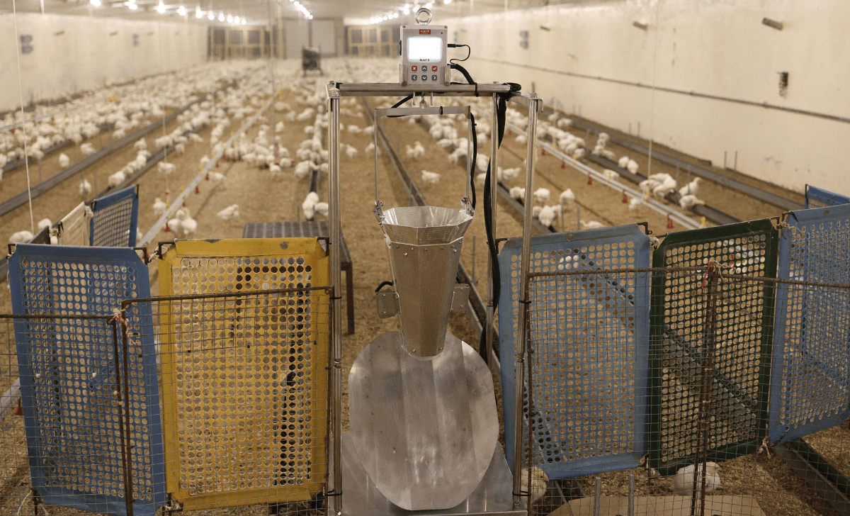 A sorting machine for BAT1 manual poultry scale standing in a poultry house.