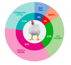 Fig. 2 Objetivos de selección del híbrido Ross 308 (Neeteson et al., 2023)