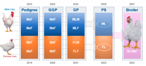 Fig. 1: De líneas puras a cruzamientos comerciales (Neeteson et al., 2023). M—Male; F—Female; MLM—Male line male; MLF—Male line female; FLM—Female line male; FLF—Female line female; ML—Male line; FL—Female line; GGP—Great Grandparent; GP—Grandparent; PS—Parent Stock