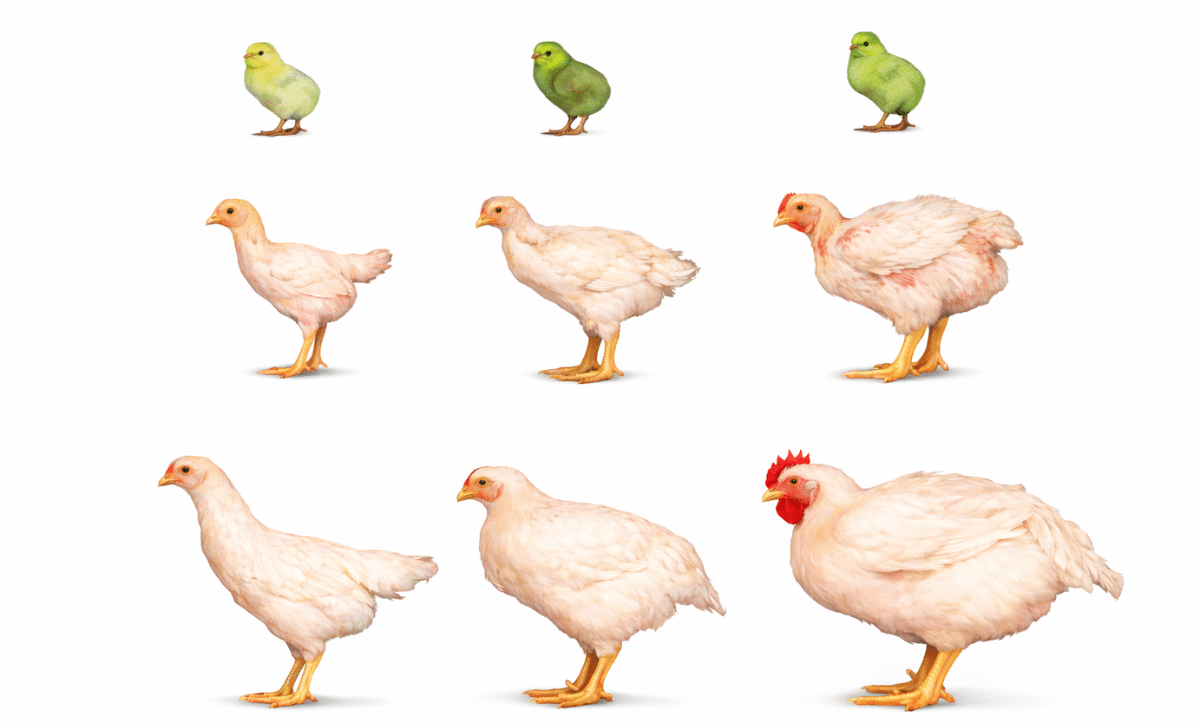 Poultry breeding: cascade of genetic improvement