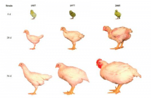Fig. 3 Comparación de tamaño entre genotipos de pollos de 1957, 1977 y 2005 (Zuidhof et al., 2014)