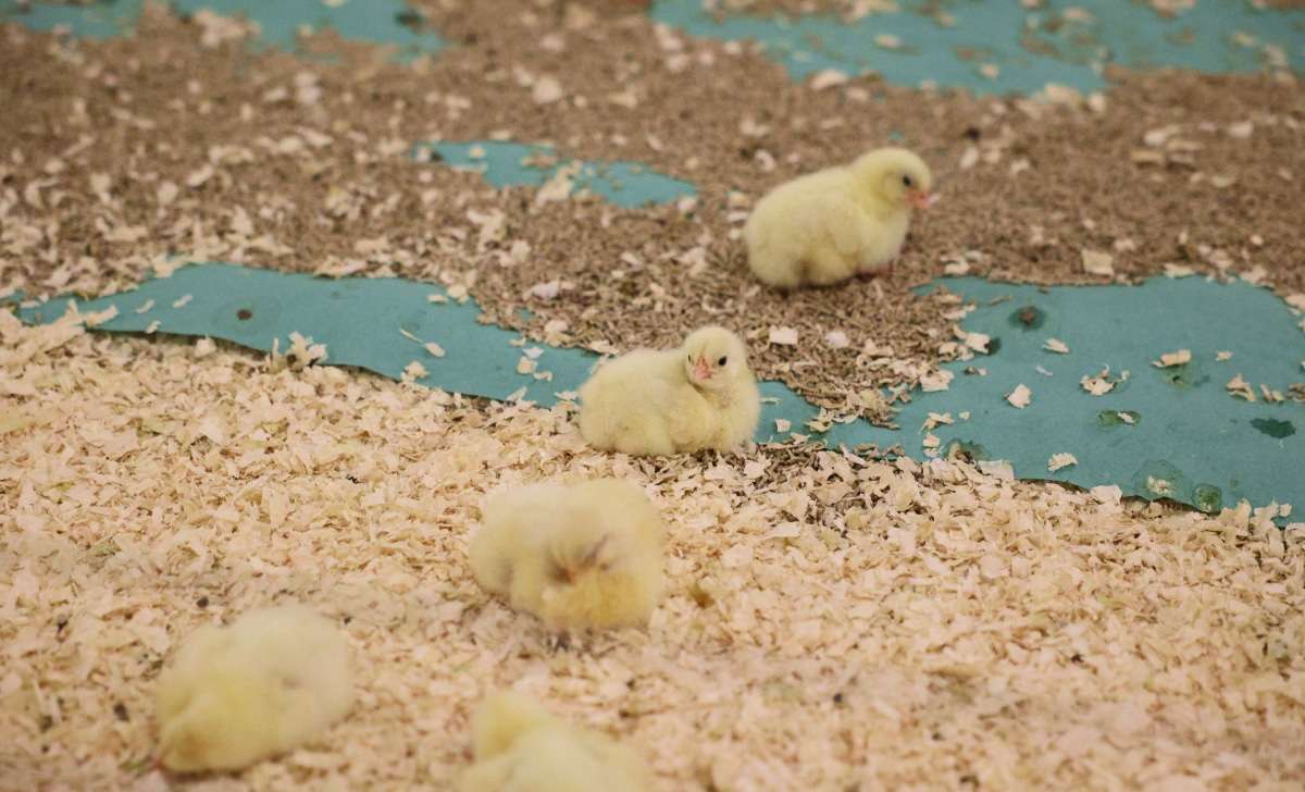 A just hatched broilers sitting on the ground will be weighted with BAT2 Connect automatic scales