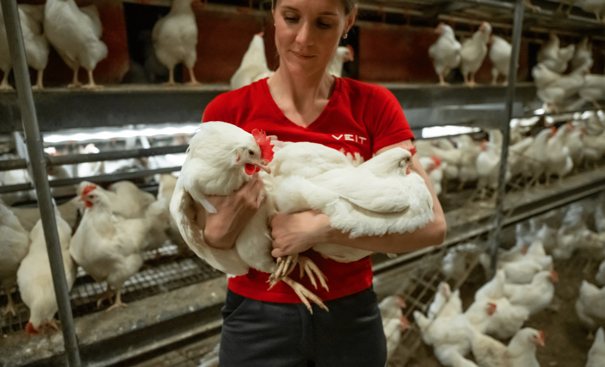 BAT poultry scales – automatic and manual bird weighing