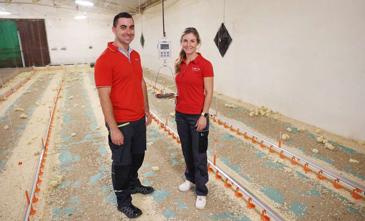 BAT team in a poultry house standing next to hanged BAT1 manual poultry scale