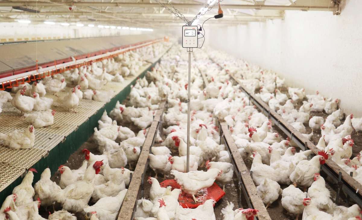 A rearing poultry house full of birds and hanged BAT2 Connect automatic poultry scale