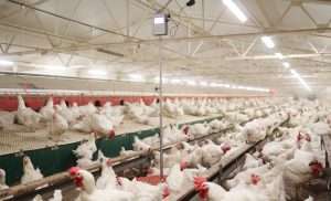 Breedrs in a poultry house and hanged BAT2 Connect