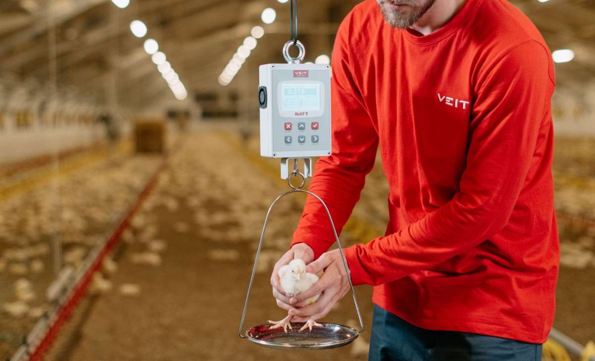 An employee weighs a chicken on the BAT1 scale and checks for Marek's disease