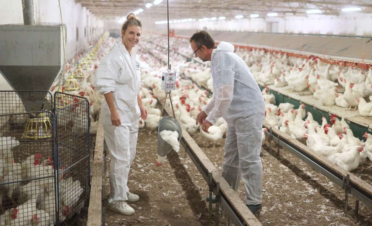 A lady and a man weghing birds in poultry house with BAT1 equiped with cone hook.