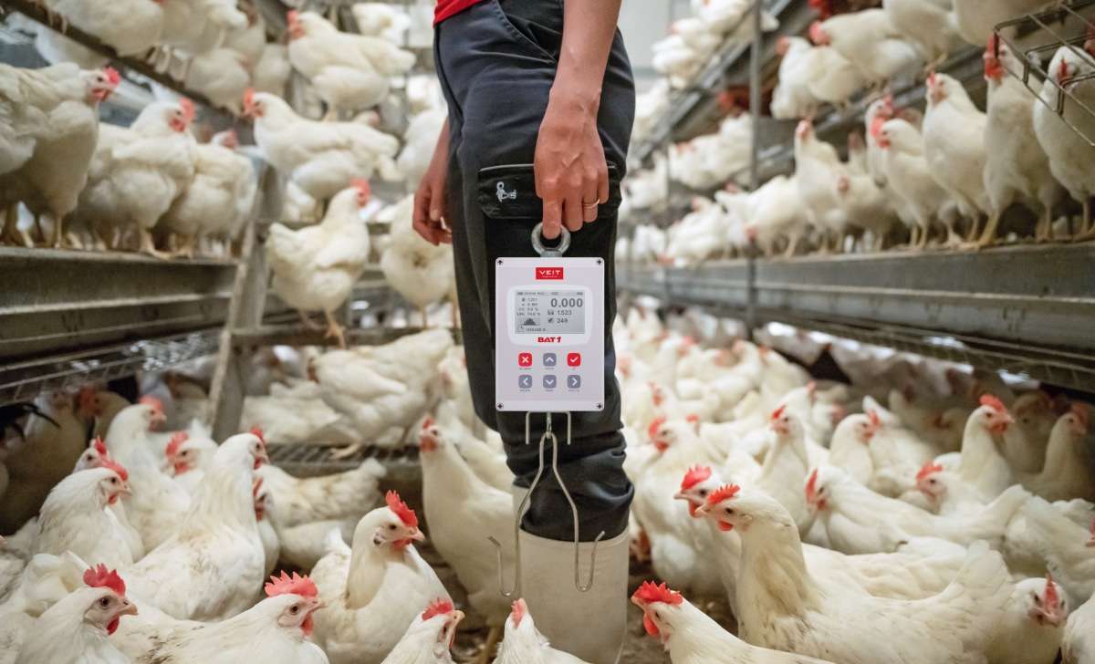 A woman standing in the middle of a chicken coop with a BAT1 scale.