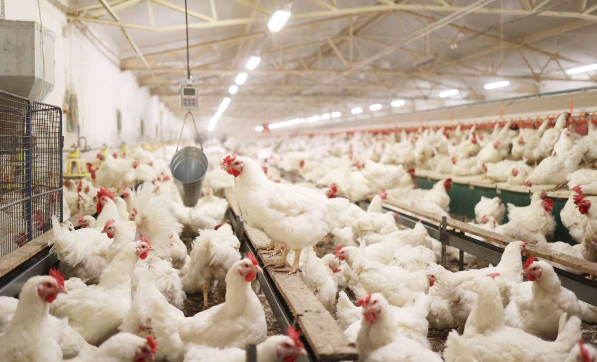 A chicken coop full of young hens. How do chickens reproduce?