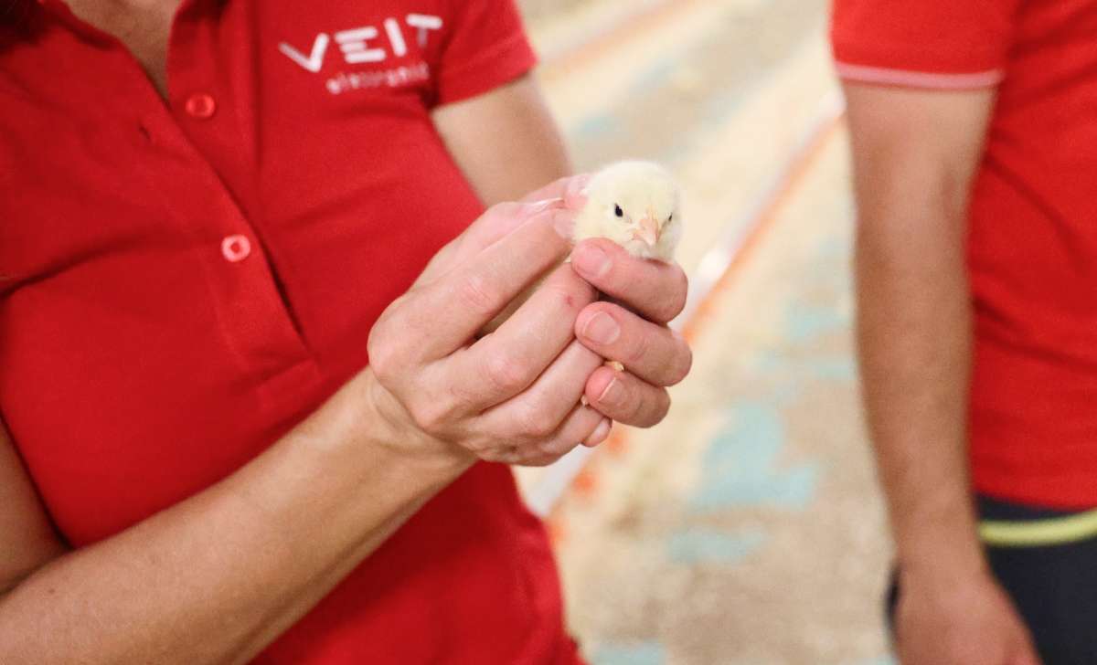 The woman is holding a little chick in her hands so it won't get cold.