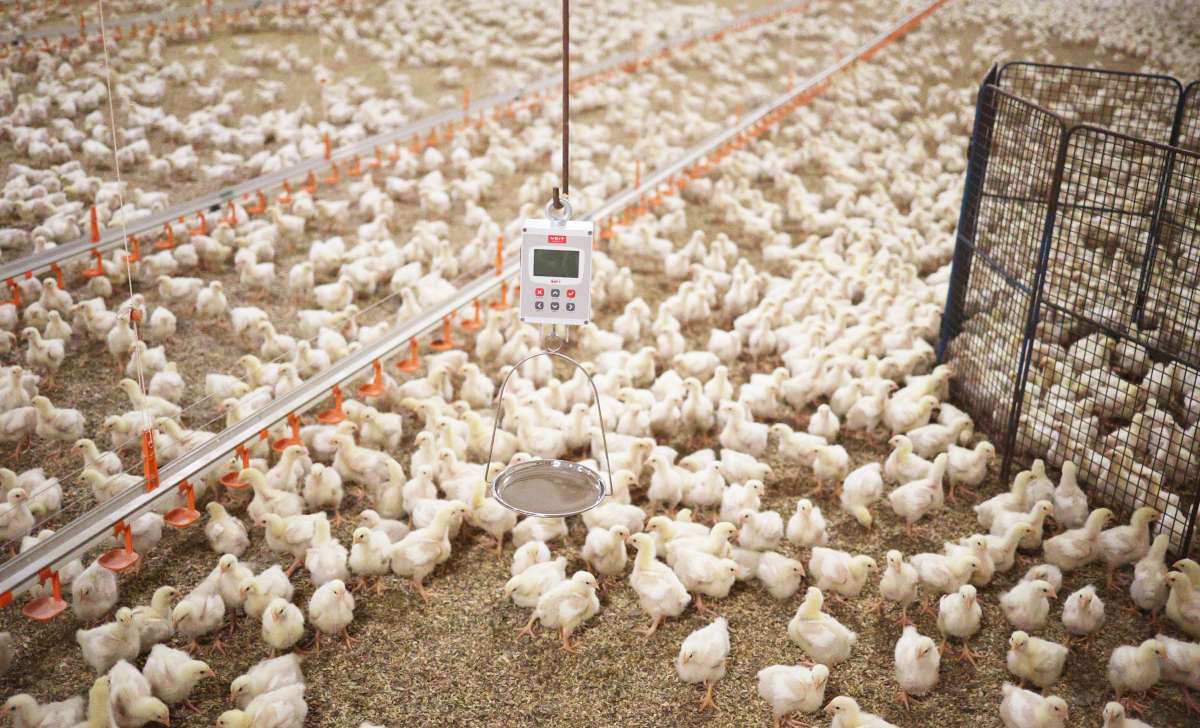 A chicken coop full of chickens, with a BAT1 scale hanging there too.