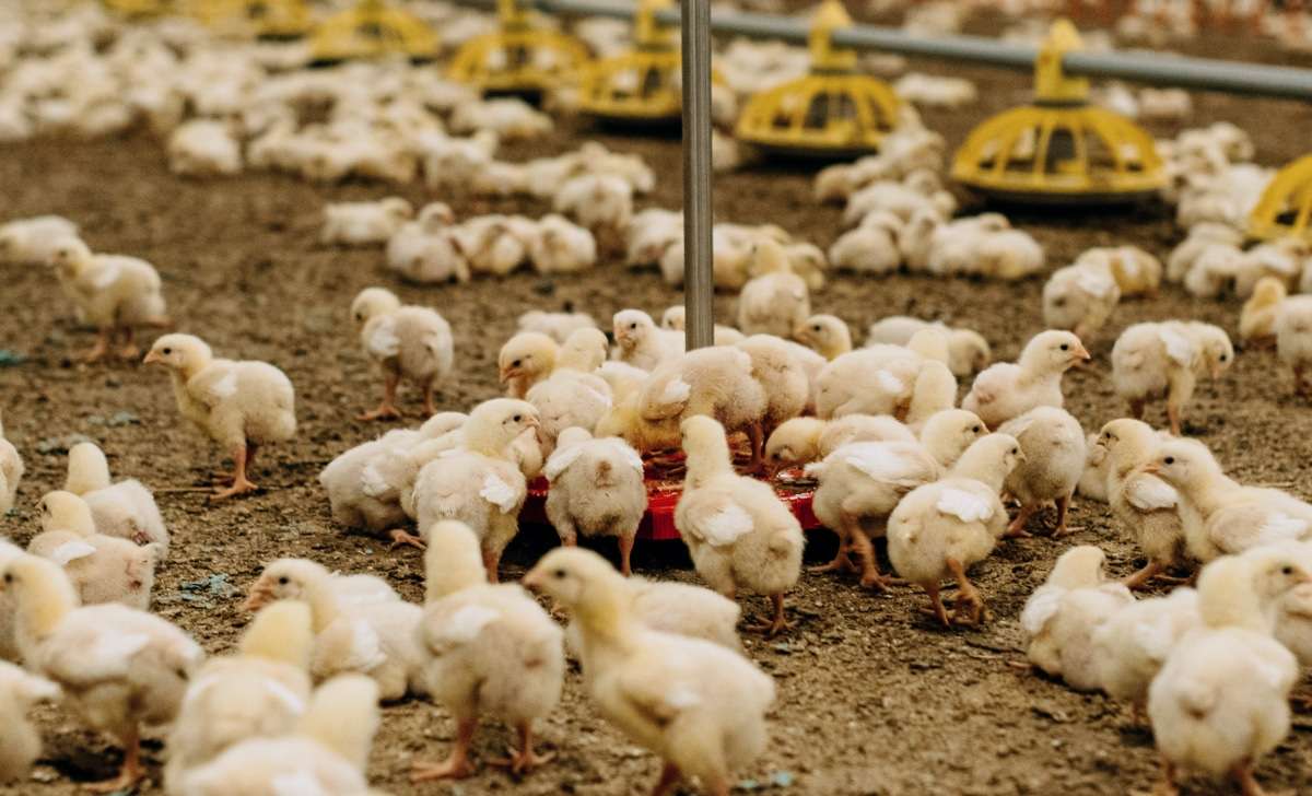 A flock of chickens on a farm moving across a BAT2 Connect scale to record their body weight to detect farm losses.