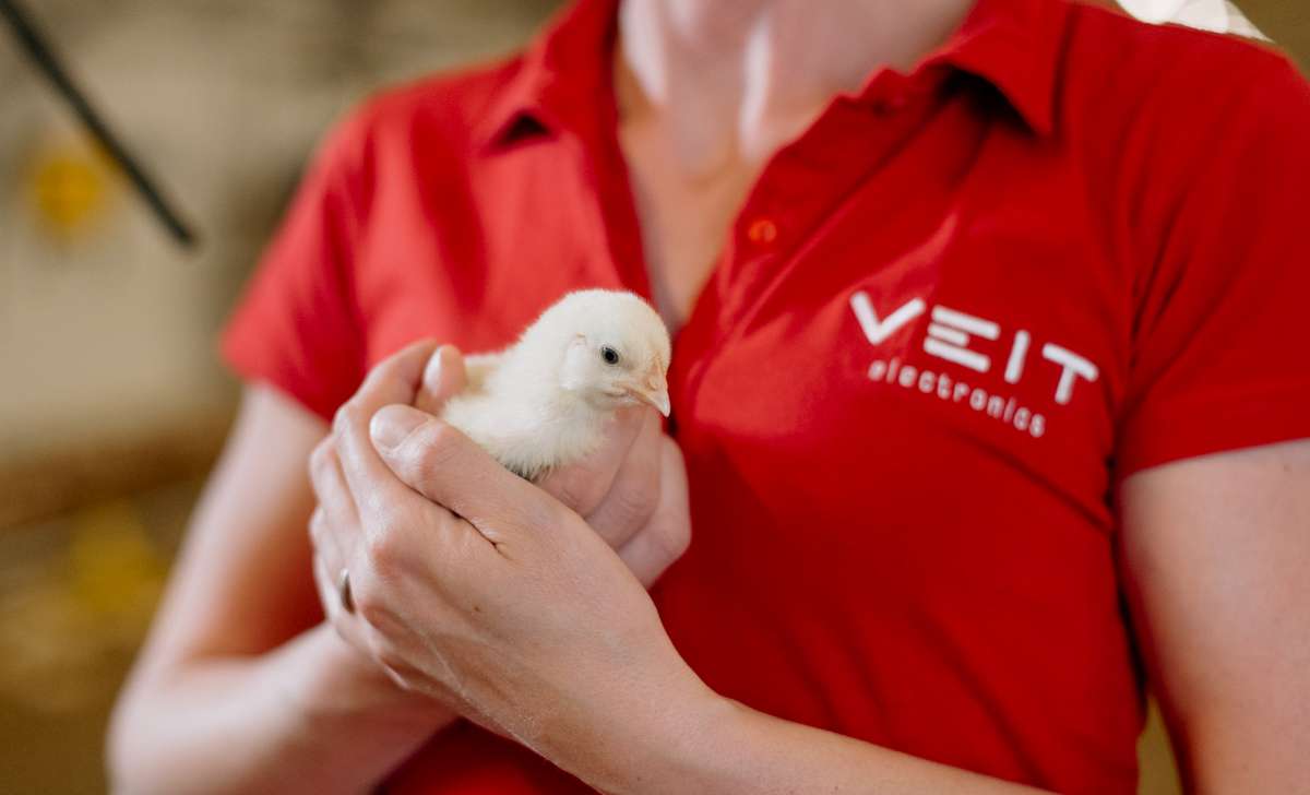 A woman is holding a chick in her hands. It helps relieve stress; they are calm.