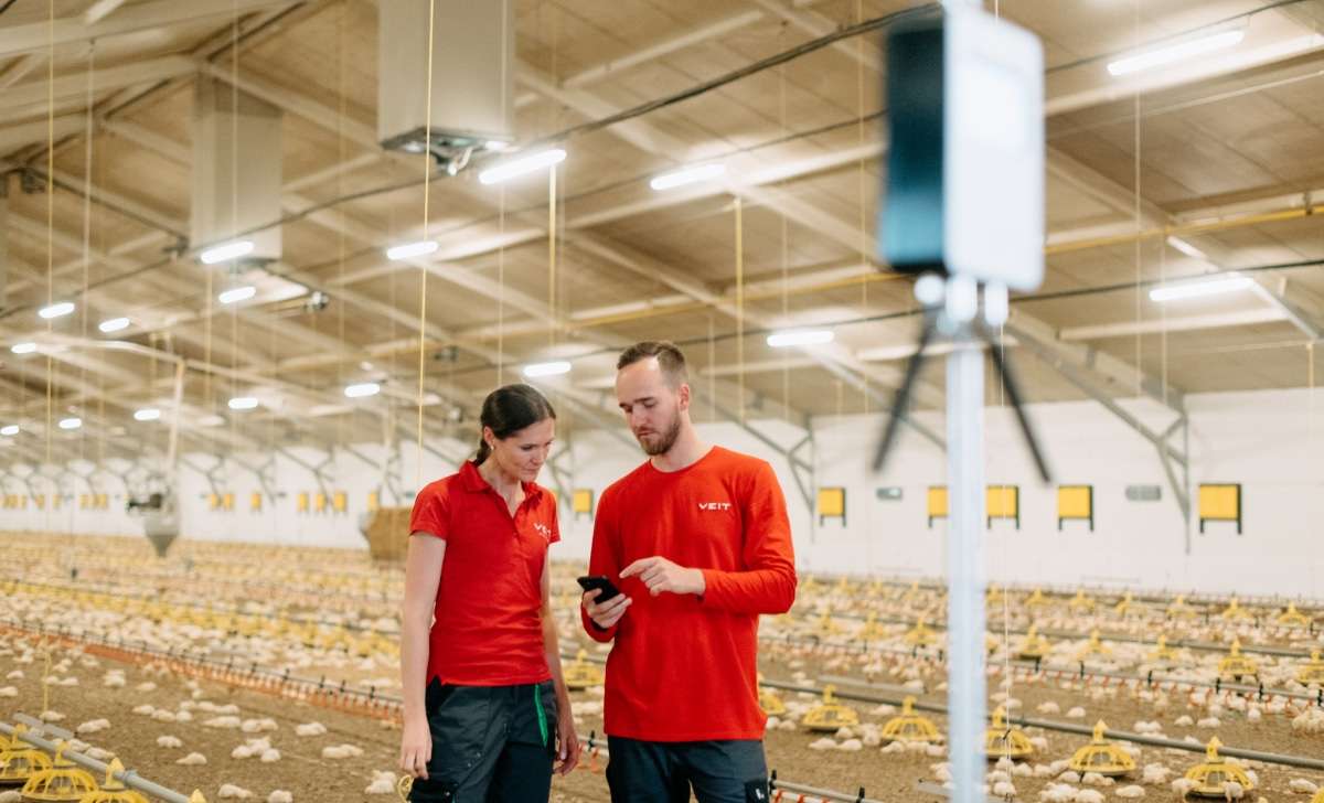 Dos trabajadores de una granja avícola revisan la cría y la iluminación adecuada.