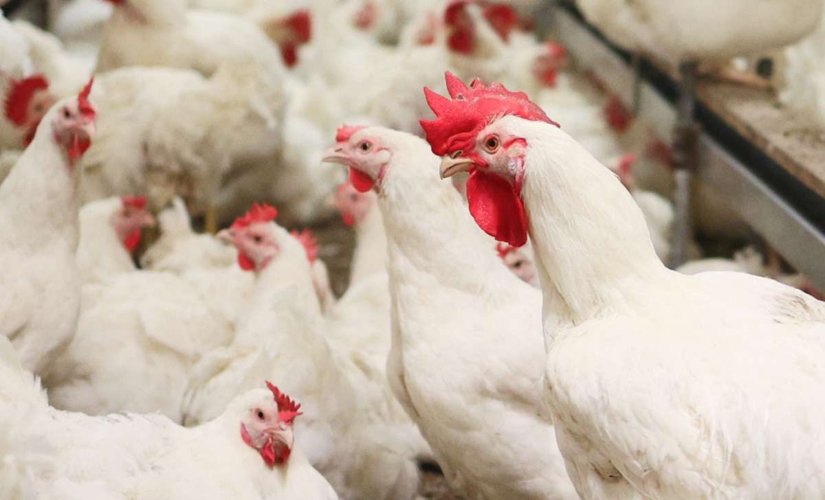 Chicken body temperature and health monitoring in poultry