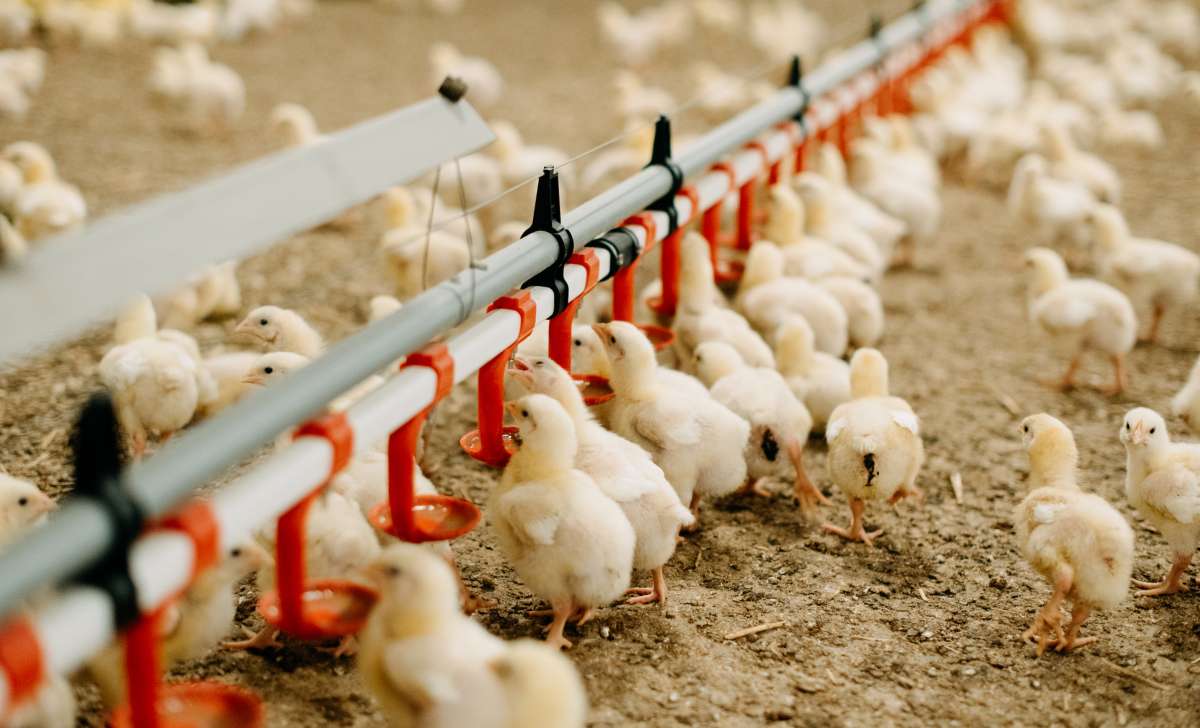 Commercial chicken feeders in a poultry house with broiler chicks