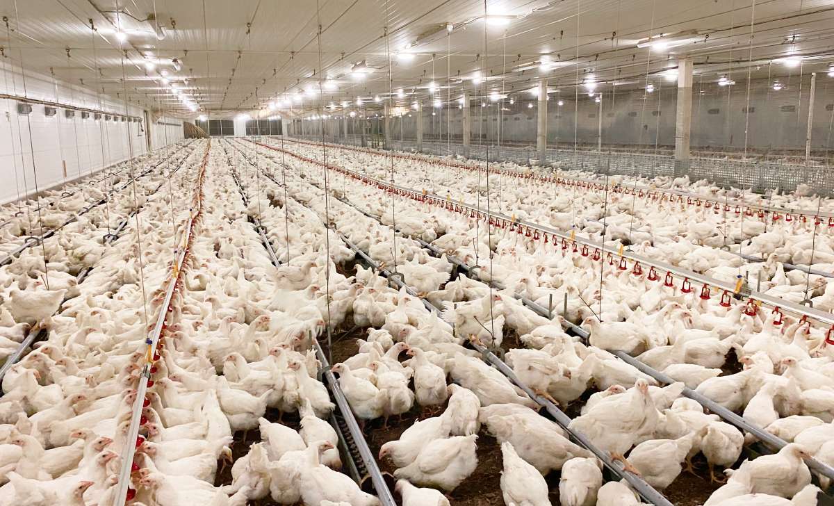 Chicken layer feed program for laying hens in a commercial poultry house
