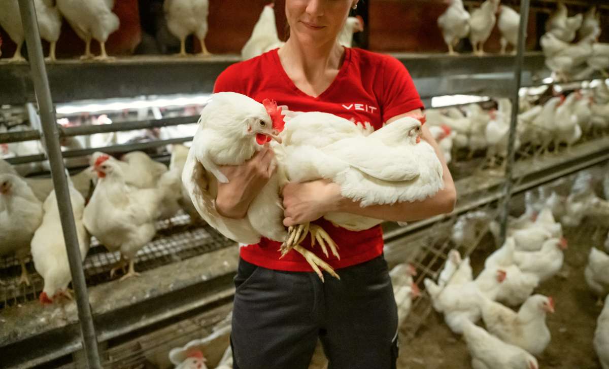 Worker inspecting laying hens on chicken perches in a commercial poultry house
